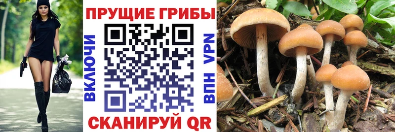 что такое наркотик  Шенкурск  Псилоцибиновые грибы GOLDEN TEACHER 